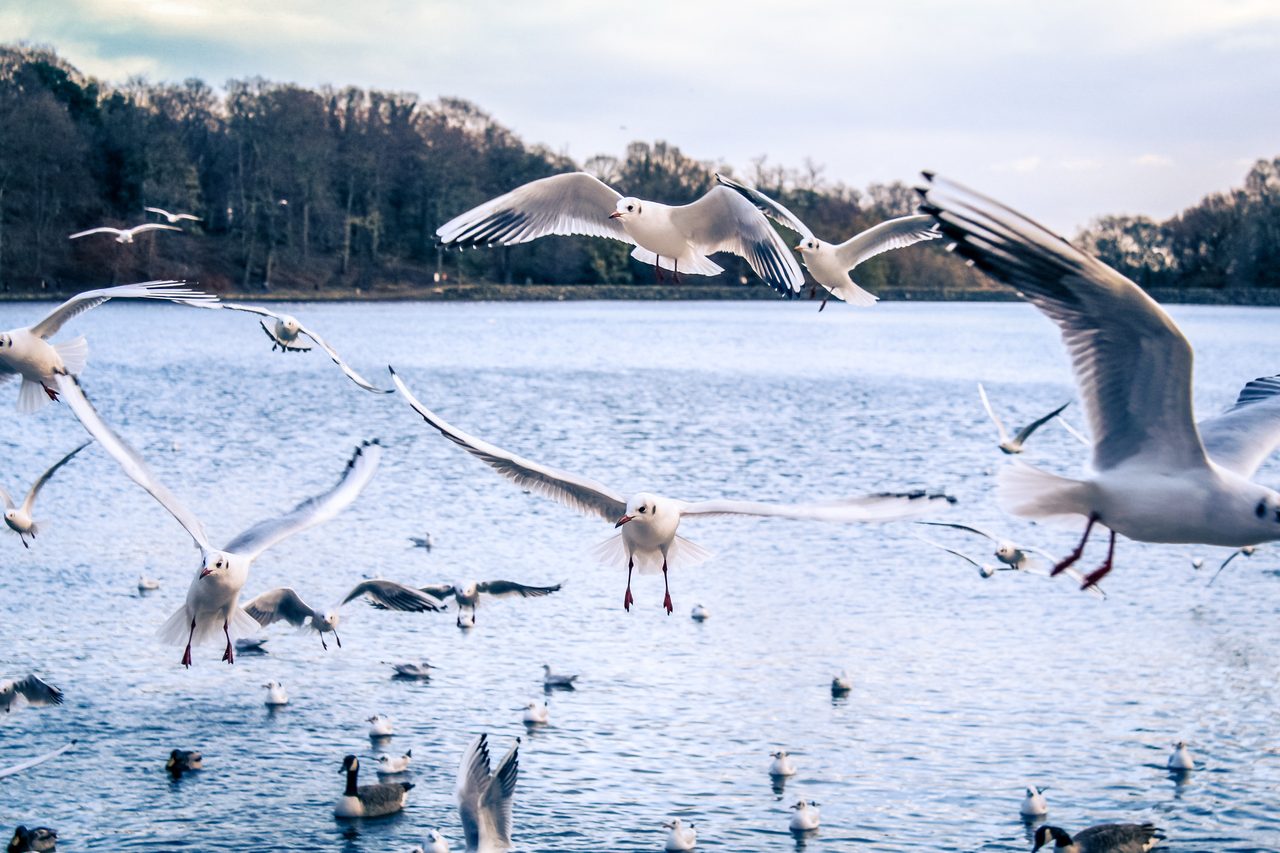Black-headed gulls in flight over a winter lake