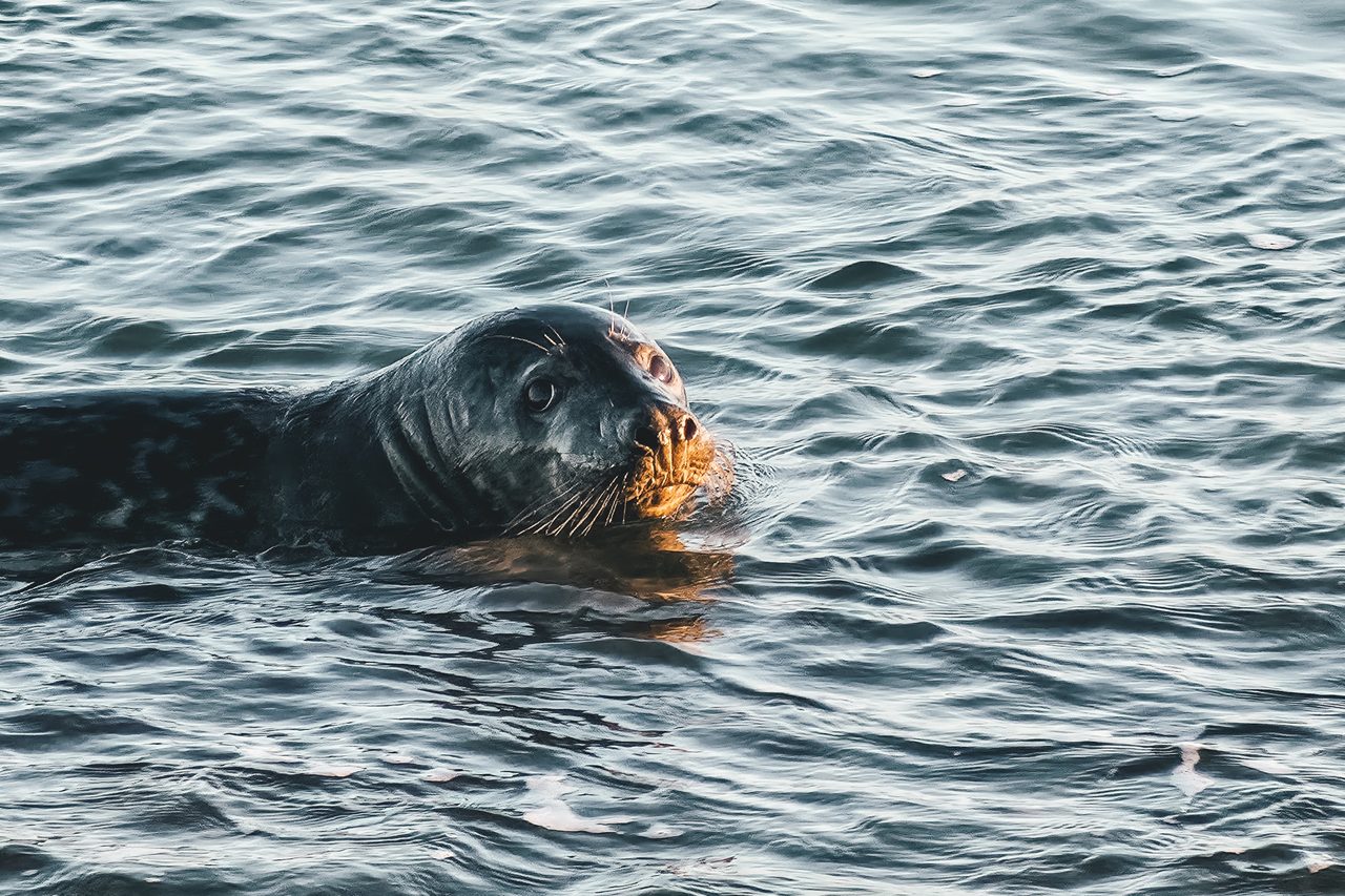 A grey seal surfacing in golden light at Jökulsárlón