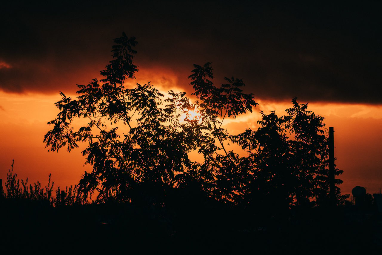 Trees silhouetted against a burning orange sky